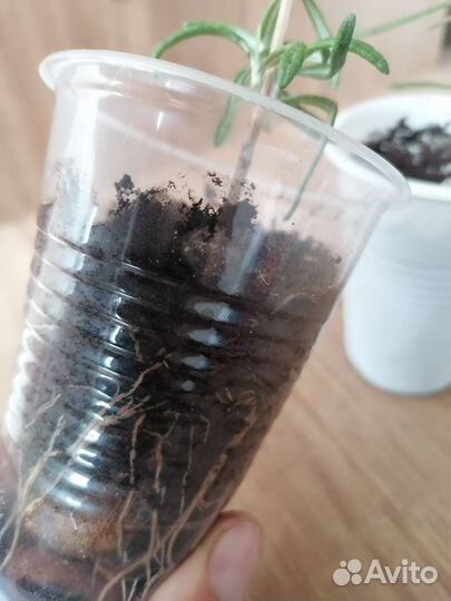 Розмарин саженцы