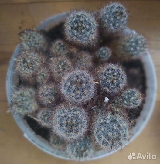 Кактус Мамиллярия