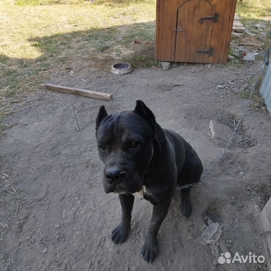 Кобель Кане Корсо 1 год
