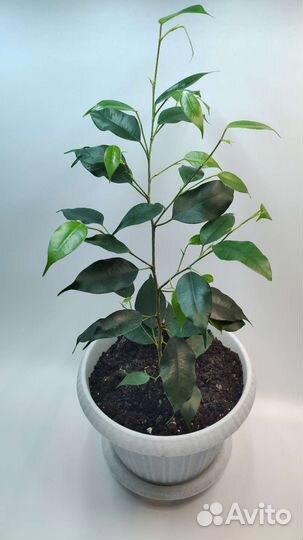 Фикус бенджамина пестролистный