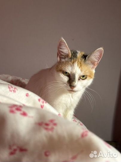 Отдам в добрые руки кошку