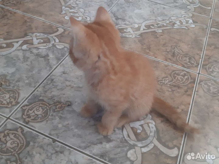 Котята в дар бесплатно