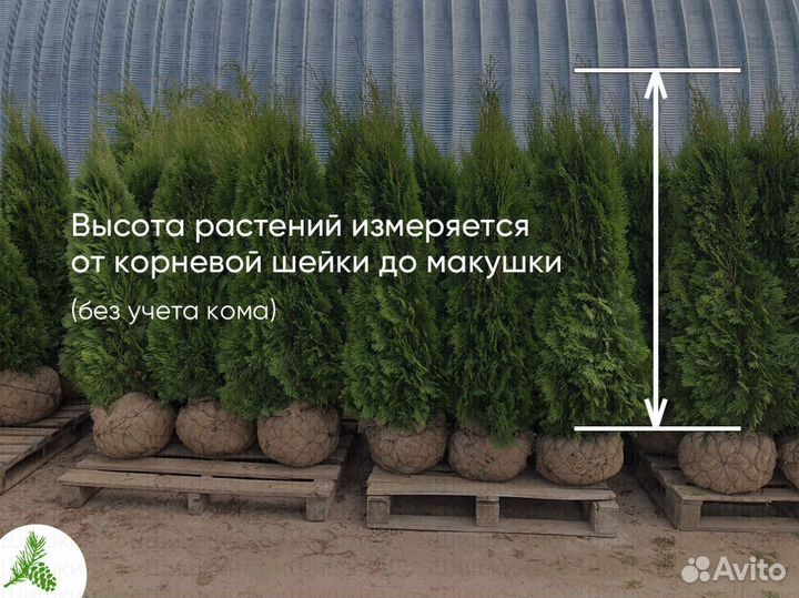 Туя Смарагд 150см- опт. Доставка
