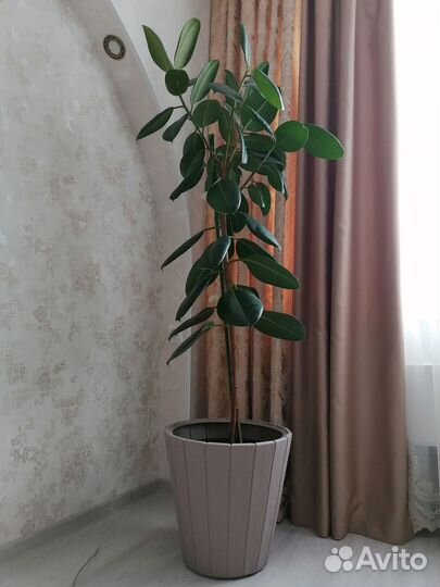 Фикус
