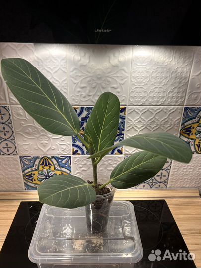 Фикус бенгальский