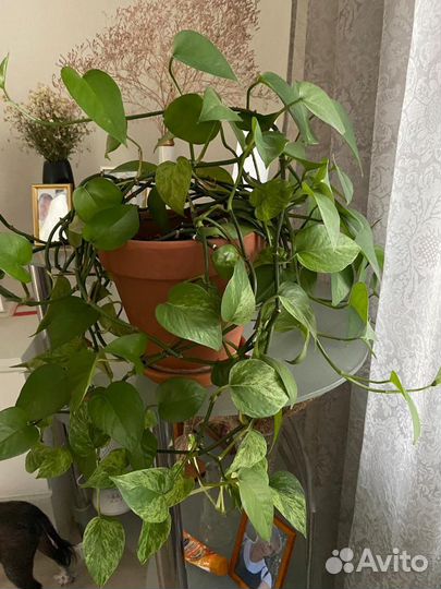 Эпипремнум марбл квин