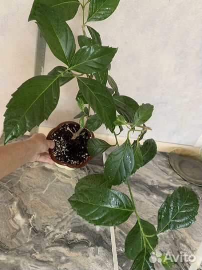 Цитарексилум