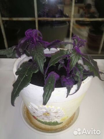 Цветок гинура