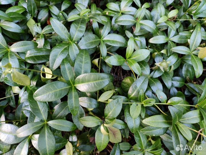 Плющ и барвинок малый