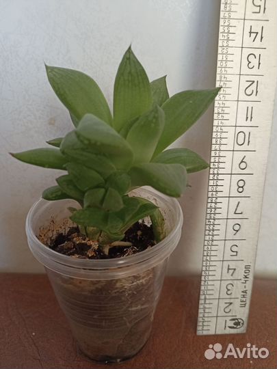 Суккуленты хавортия