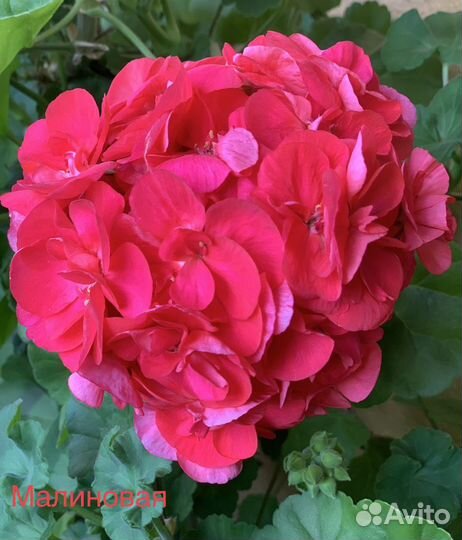 Пеларгония герань 3