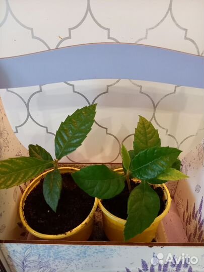 Мушмула японская (саженцы)