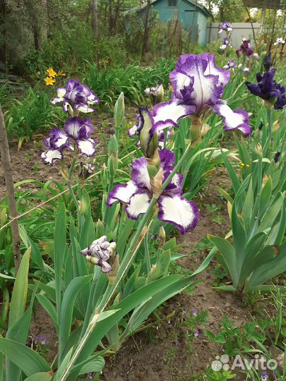 Ирисы бородатые