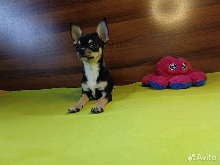 Чихуахуа девочка РКФ