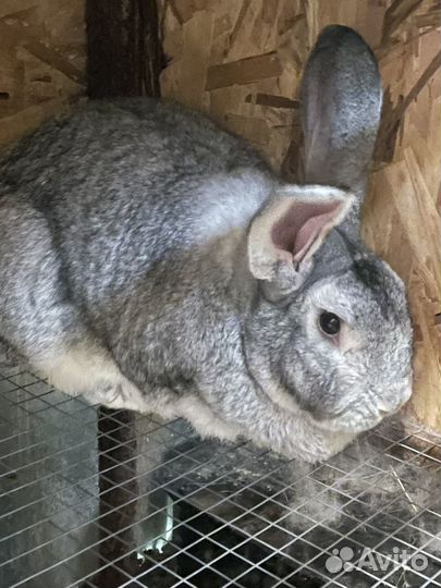 Кролики мясных пород