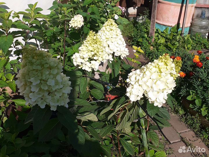 Гортензии цветущие с закрытой корневой системой