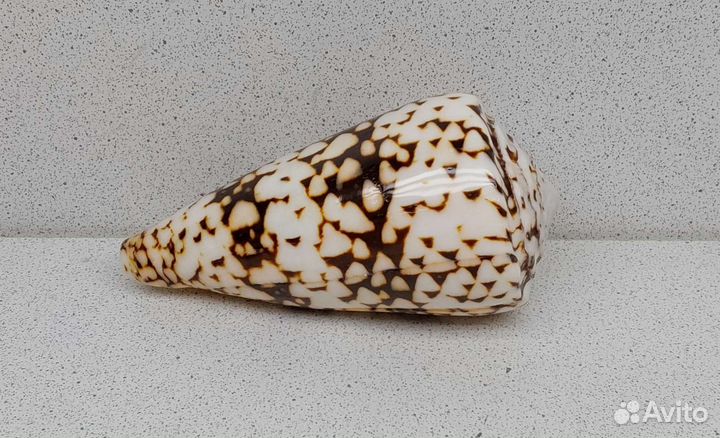 Конус Мармореус 10,6 морская ракушка раковина