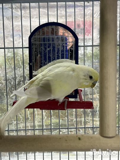 Волнистый попугай самка