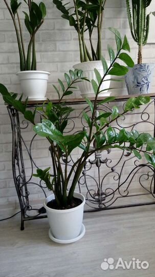 Замиокулькасы