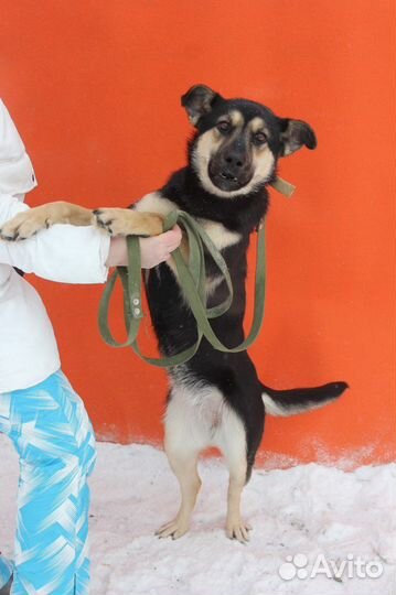 Собаки не должны жить в приюте, им нужен дом