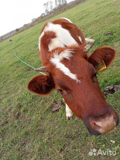 Телка1.5 года