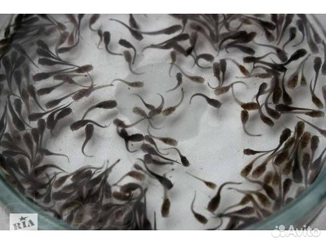 Малёк Африканского сома