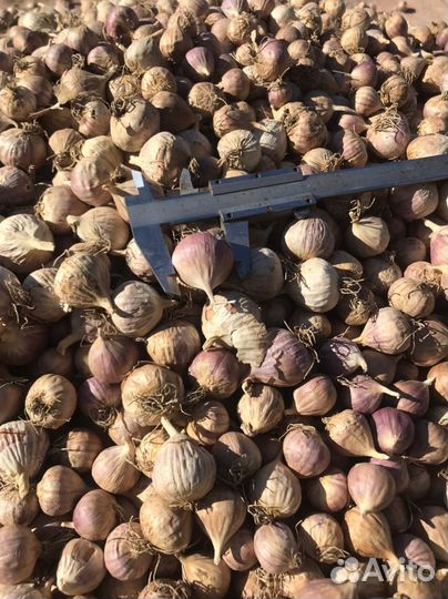 Чеснок Одназубка