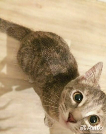 Кошка