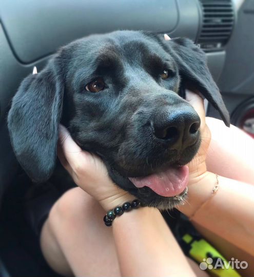 Лабрадор в добрые руки