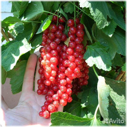 Красная смородина Йонкер Ван Тетс окс