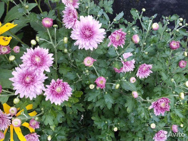 Хризантема