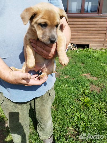 Щенки двортерьер