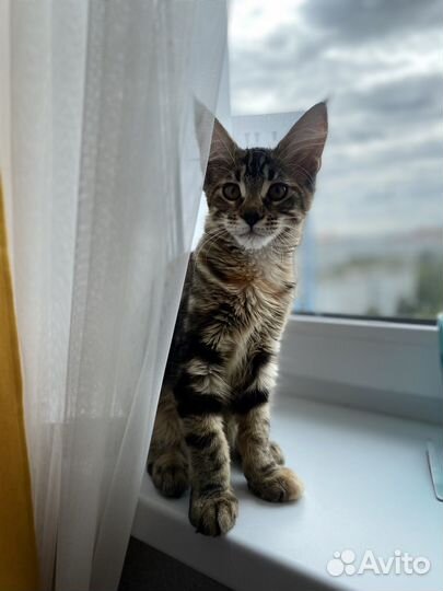 Кошки мейн-кун