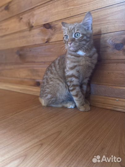 Котенок Марсик