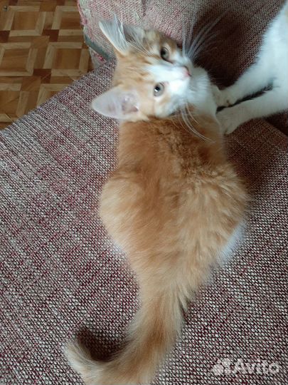 Котики в добрые руки