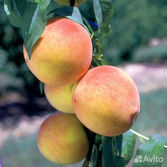 Саженцы колонновидного персика