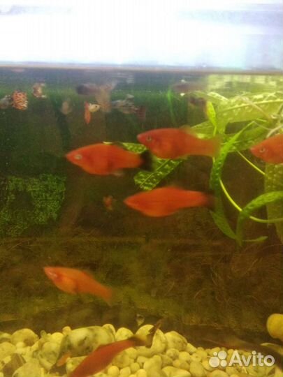 Меченосцы, Гупи