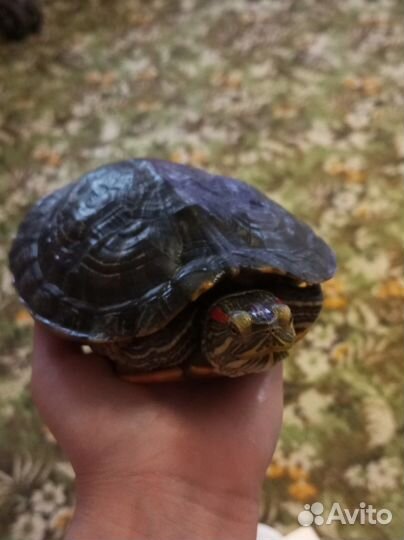 Красноухая черепаха бесплатно