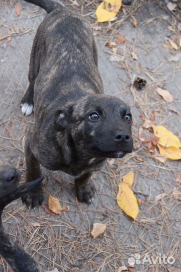 Мальчик 3,5м. В добрые руки