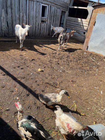 Навоз козий, подстилка