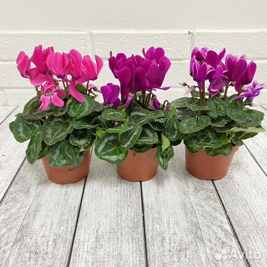 Цикламен патио 10 20