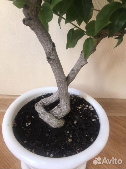 Бугенвиллея