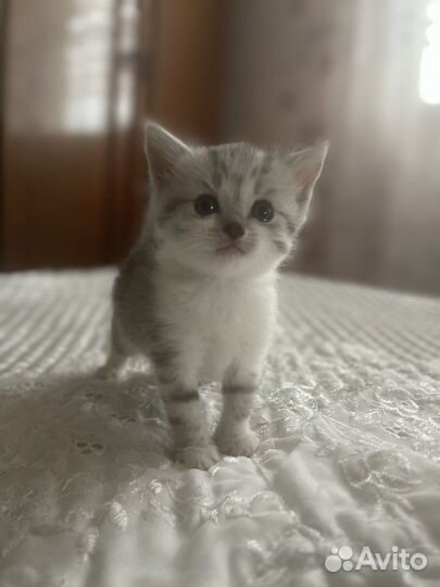 Мраморные котята