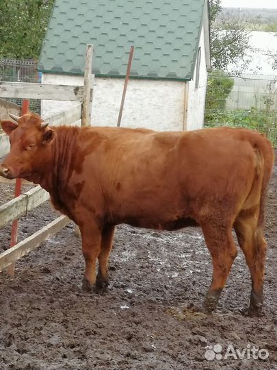 Тёлка Бык