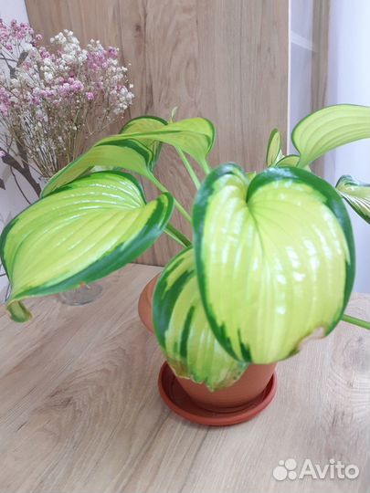 Комнатные цветы хоста