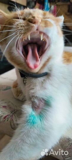 Ветеринарный врач выезд на дом