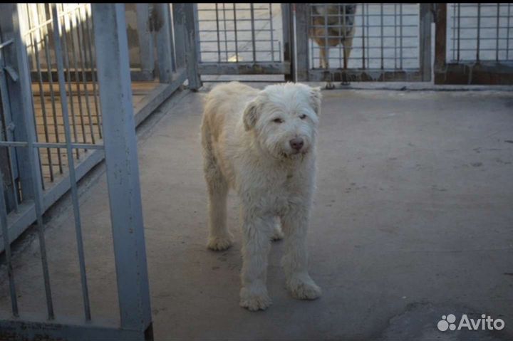 Собака бесплатно