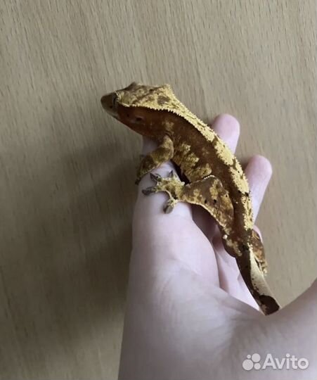 Бананоед
