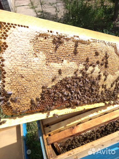 Мед очень вкусный