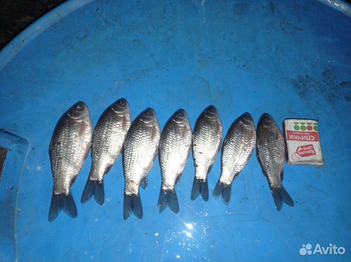 Живец карась